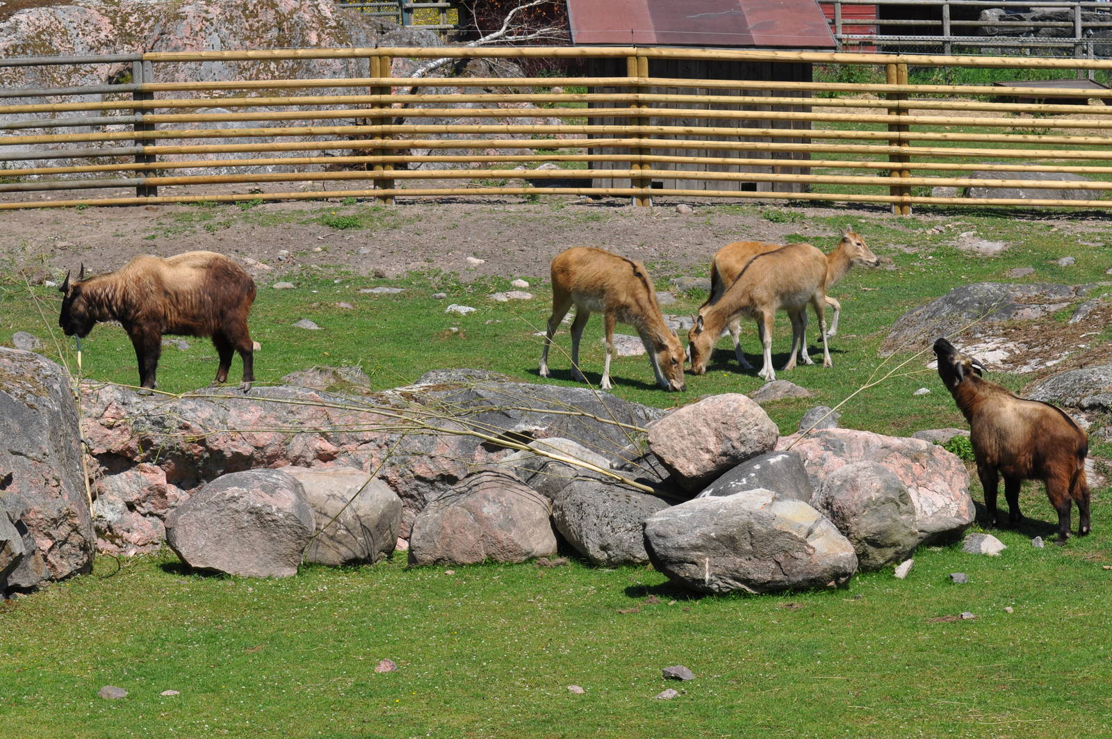 New mixed exhibit - Takin and Pere Davids Deer