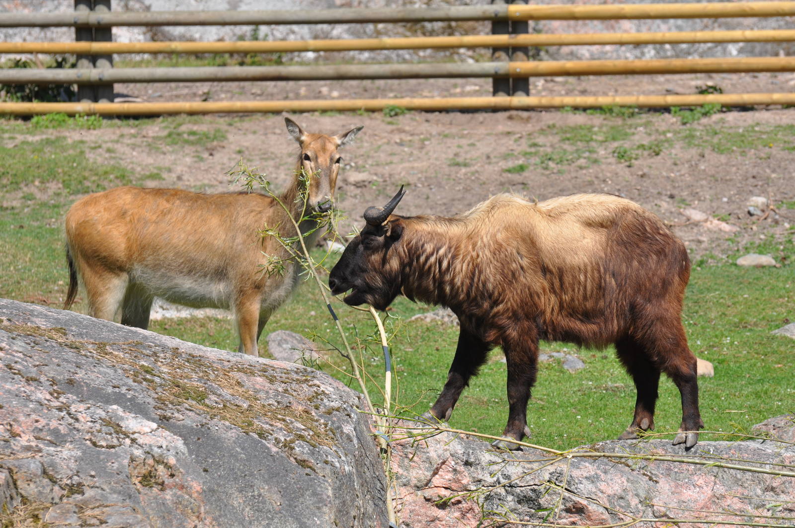 New mixed exhibit - Takin and Pere Davids Deer
