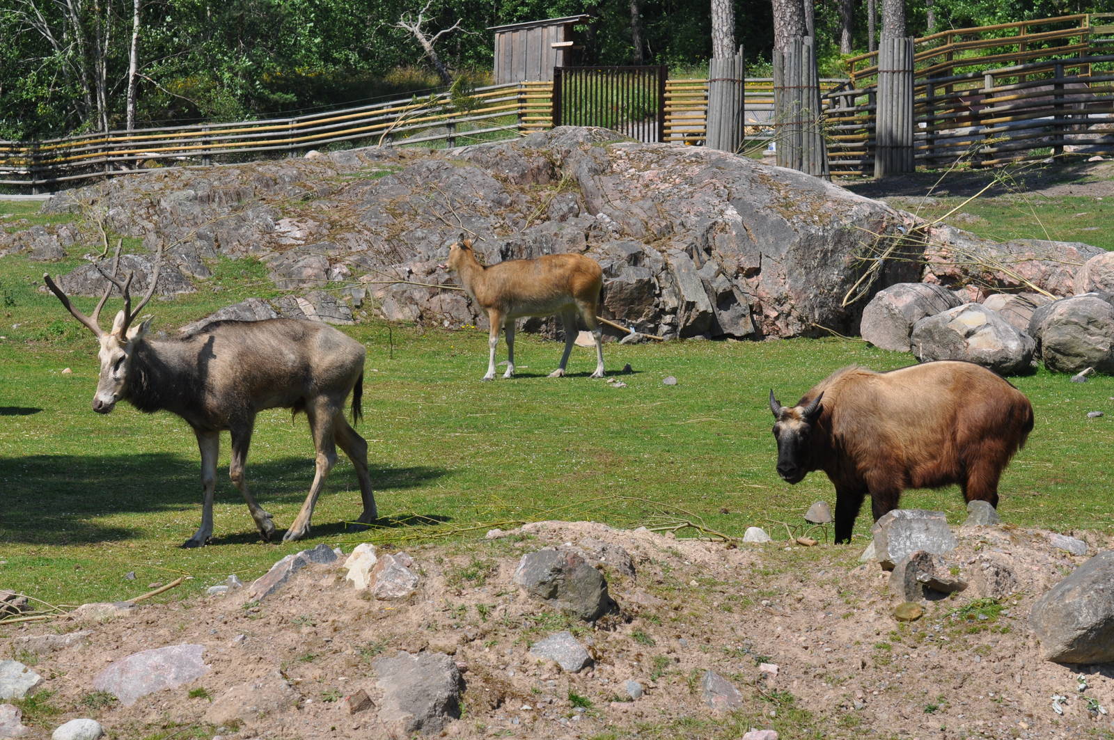 New mixed exhibit - Takin and Pere Davids Deer