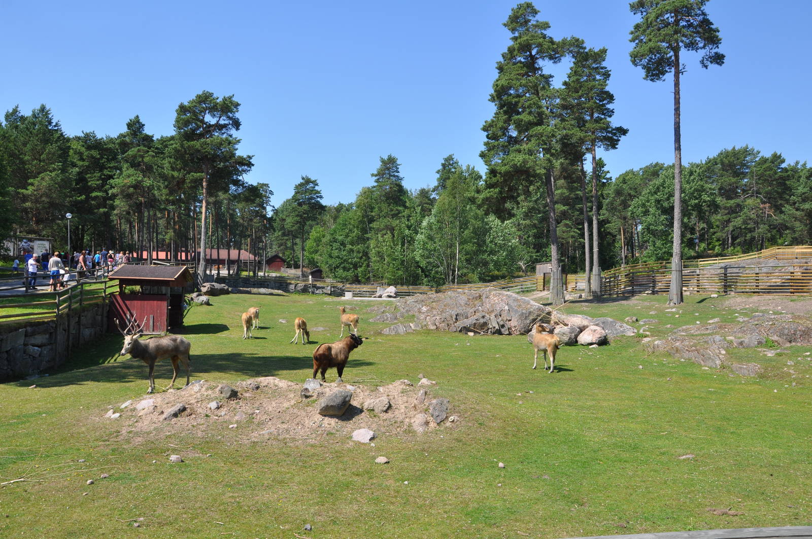 New mixed exhibit - Takin and Pere Davids deer