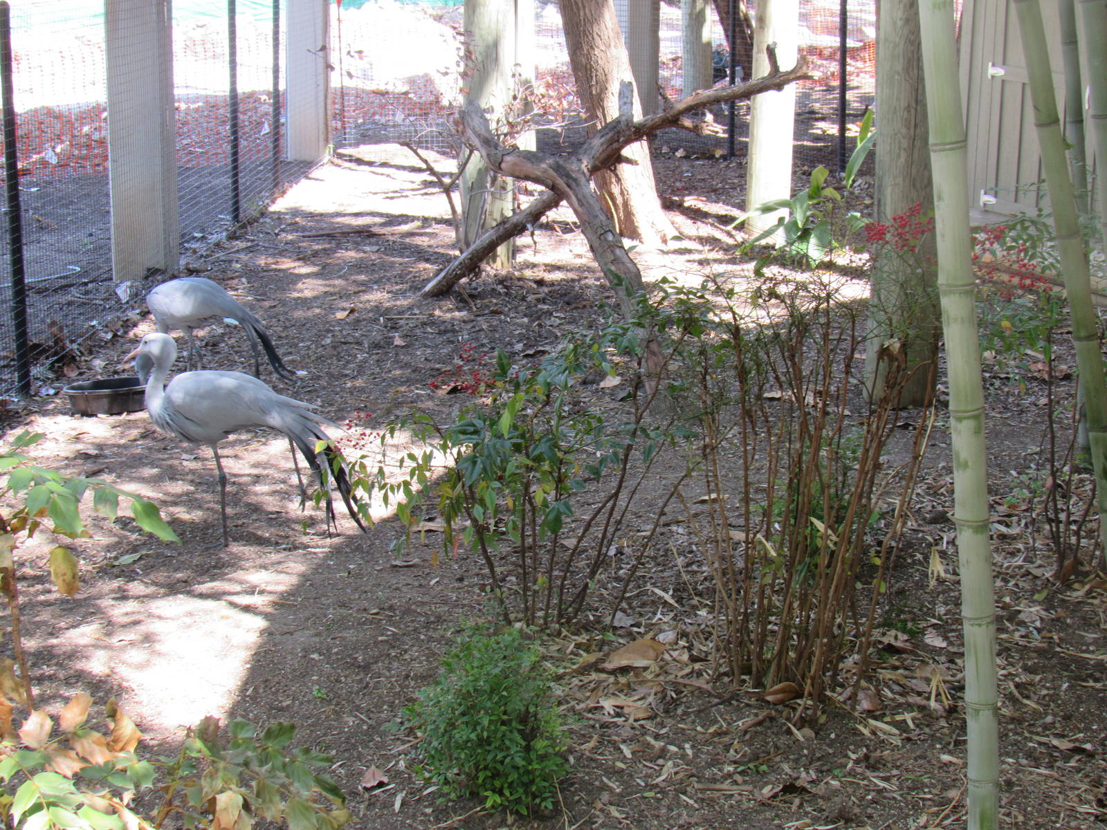 New Mixed-Species Bird Exhibit