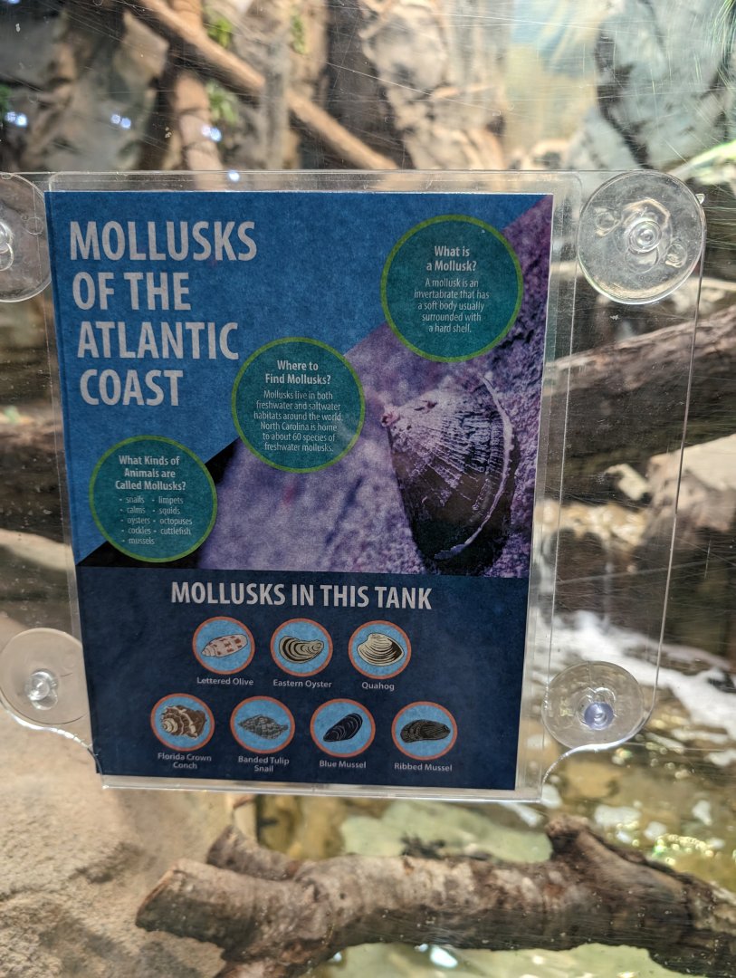 New mollusks signage in the Rhino Iguana/ Diamondback Terrapin exhibit