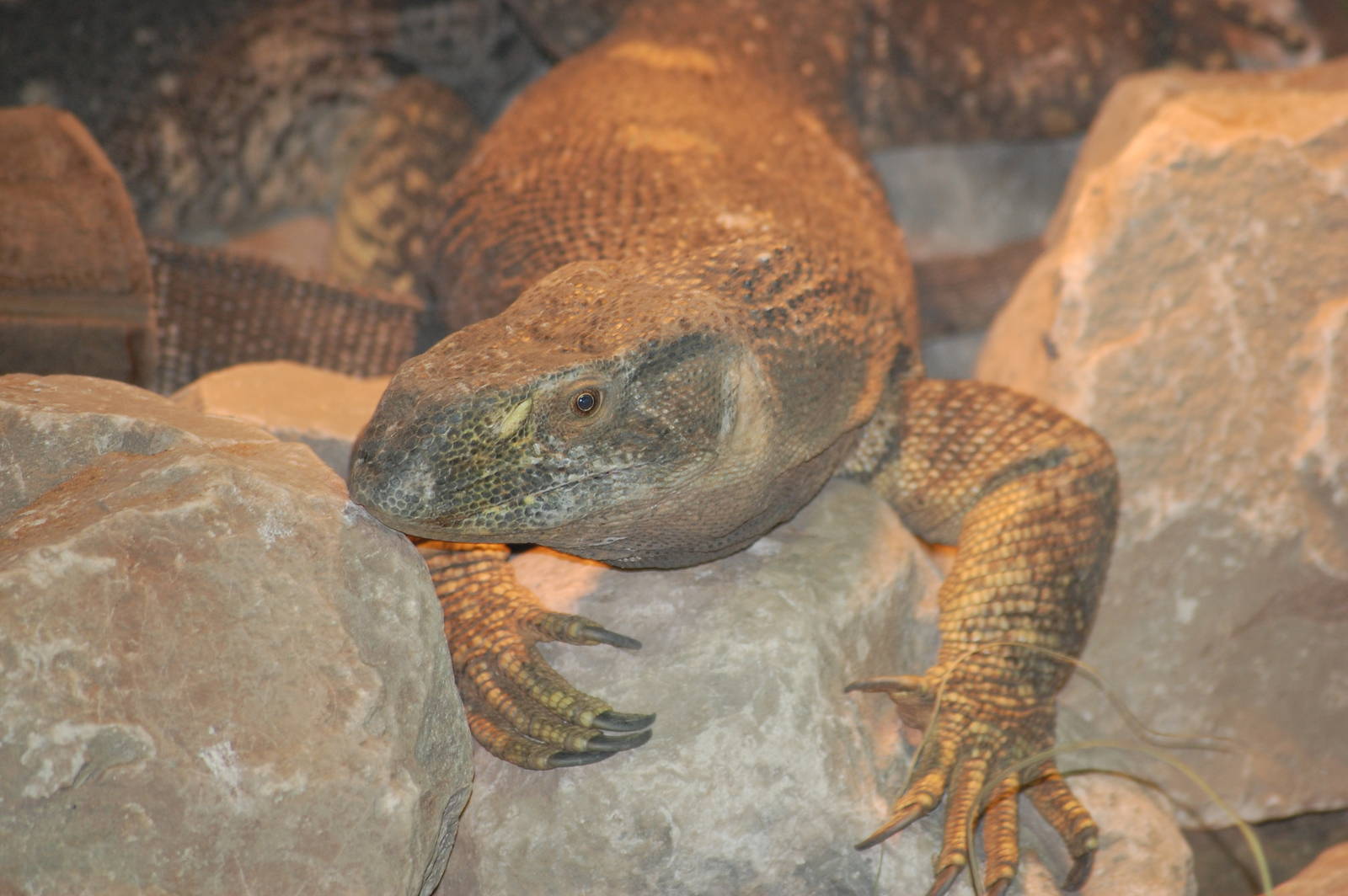 New Monitor in the Bonobo House