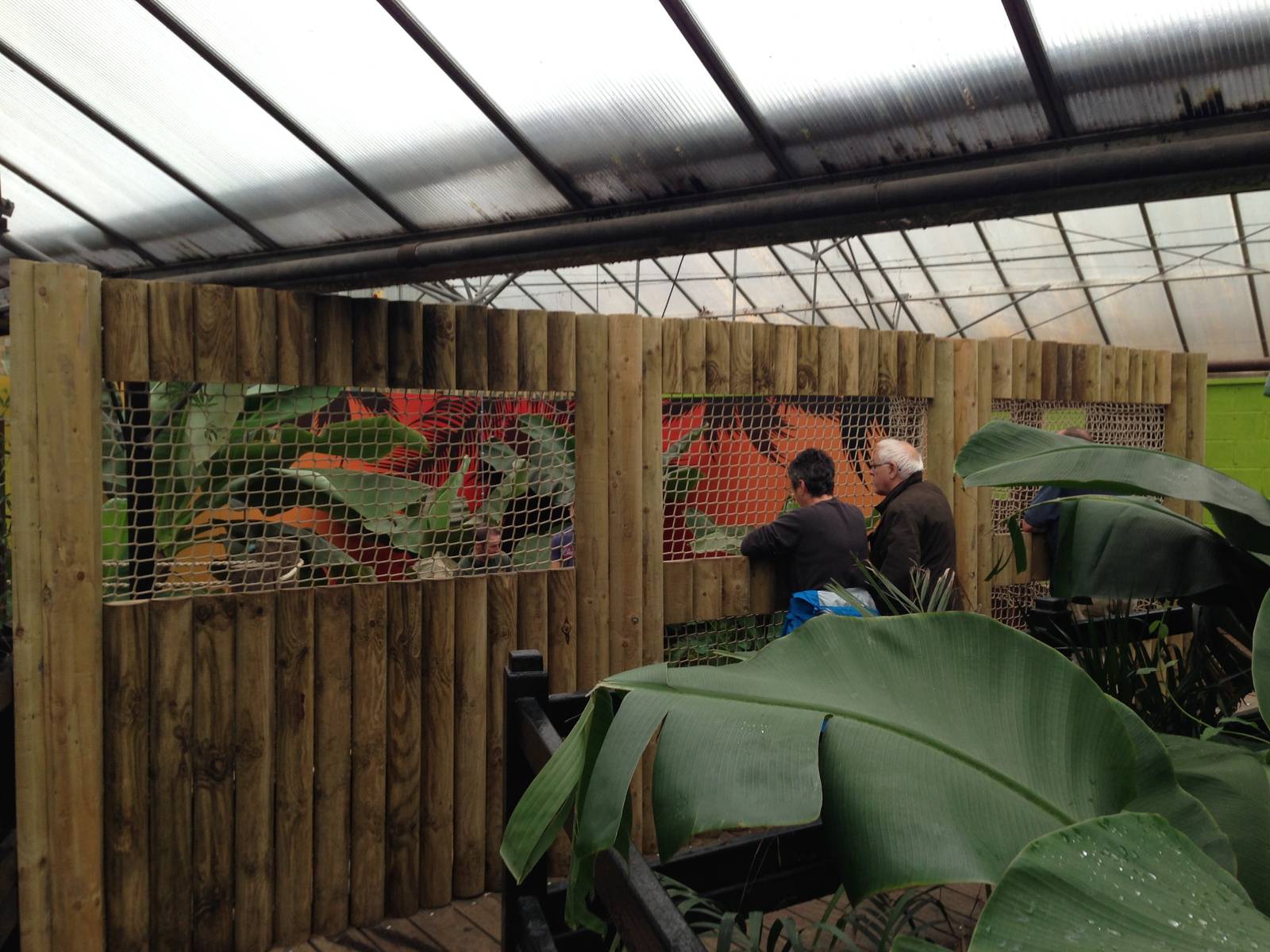 New Morelets Crocodile Exhibit at Tropical World - 02/10/2013