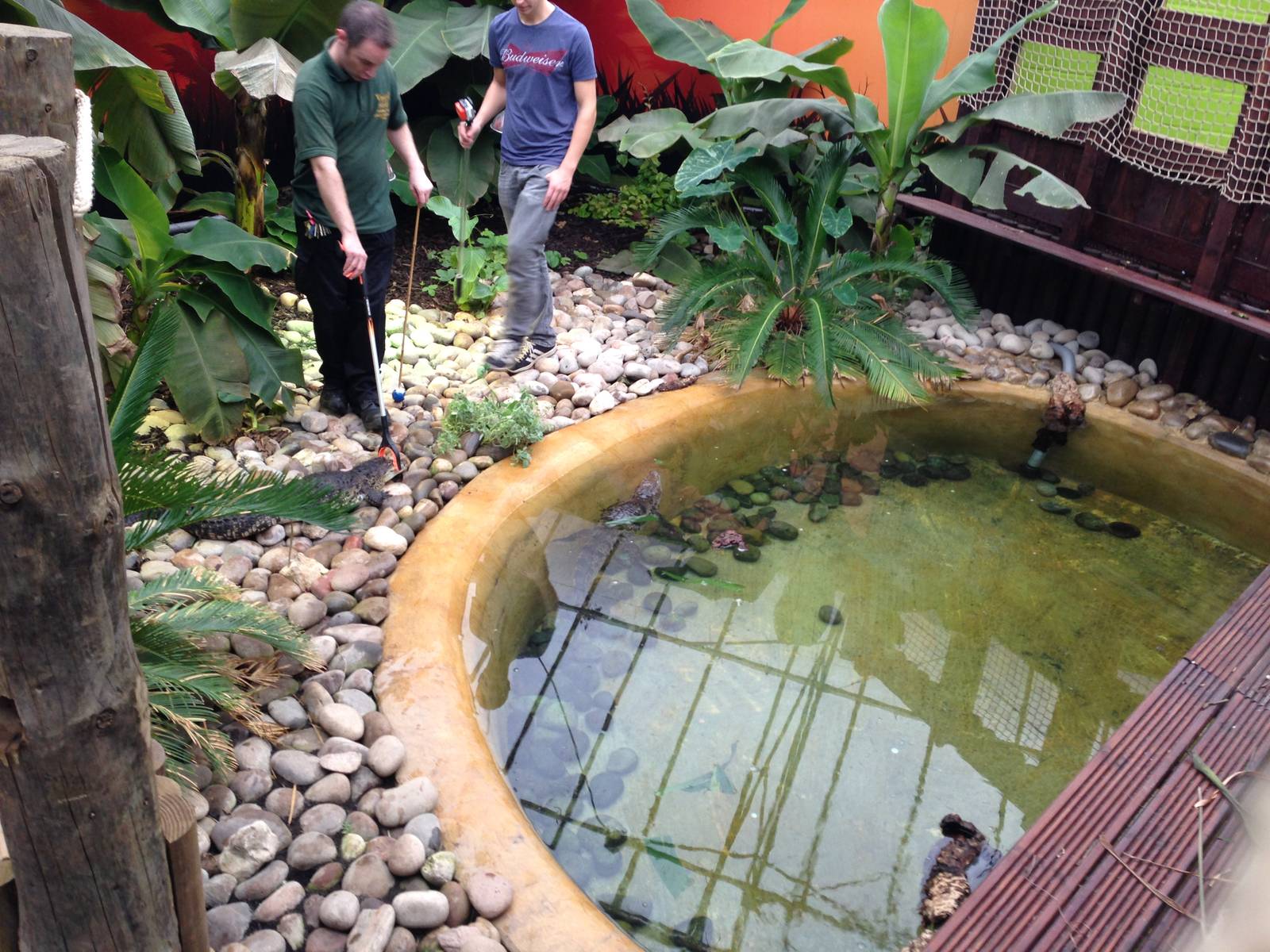 New Morelets Crocodile Exhibit at Tropical World - 02/10/2013