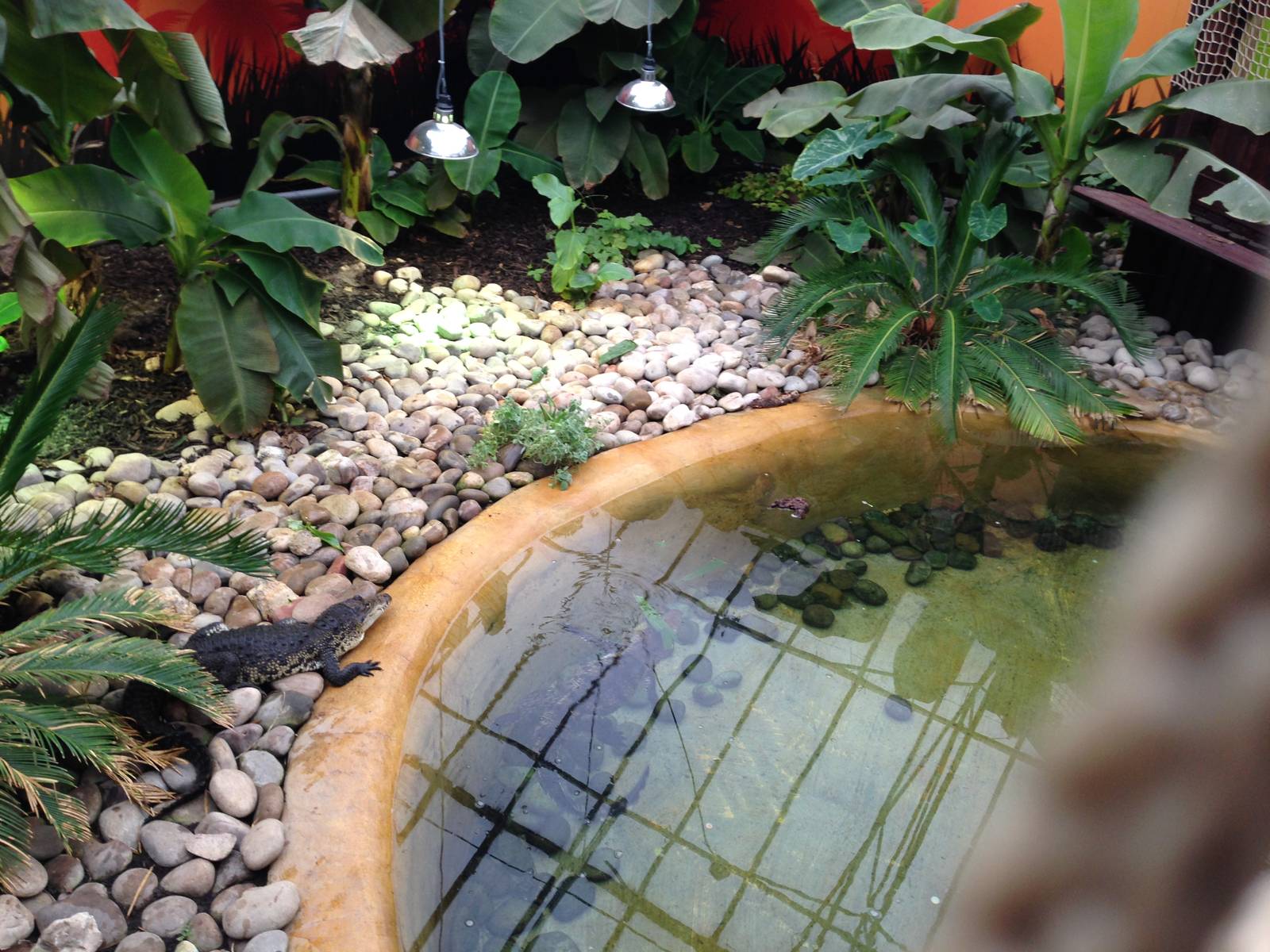 New Morelets Crocodile Exhibit at Tropical World - 02/10/2013