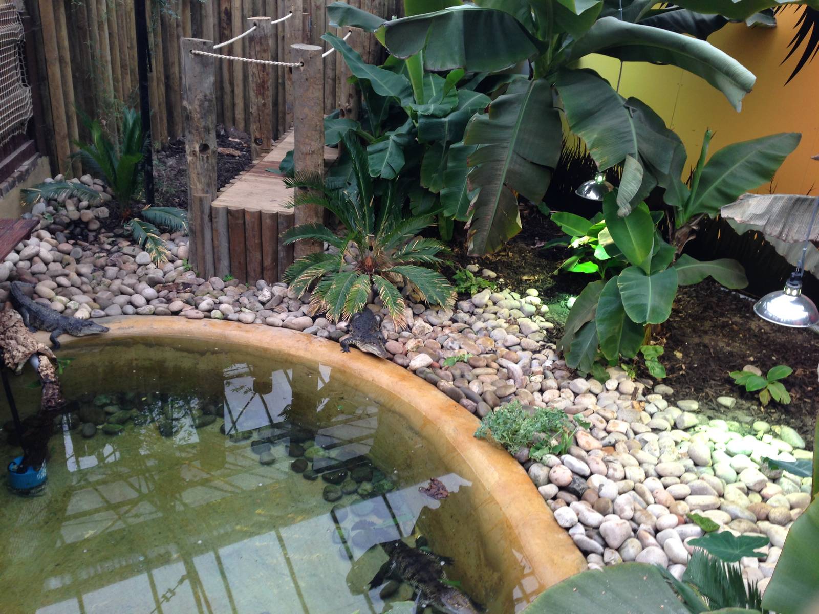 New Morelets Crocodile Exhibit at Tropical World - 02/10/2013