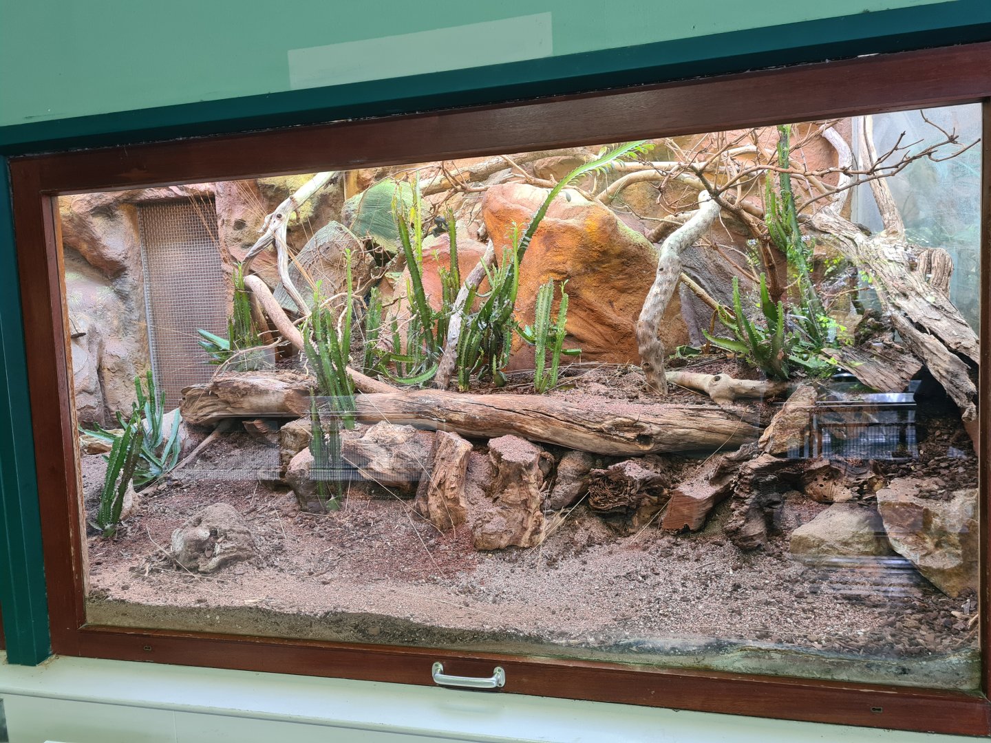 New Moroccan spiny-tailed lizard terrarium