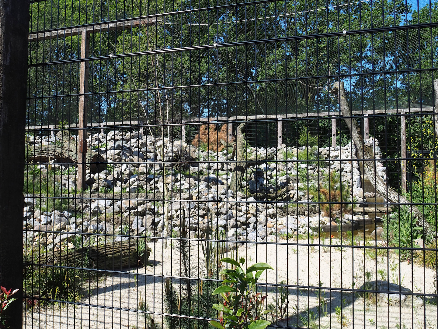 New mountain animal area - Recently finished larger snow leopard exhibit, 2023-05-31