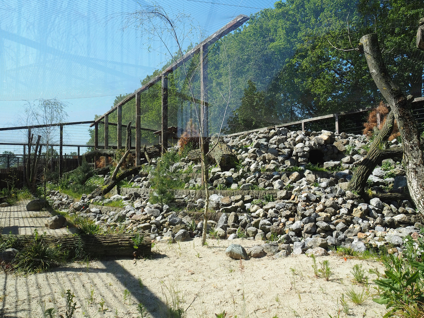 New mountain animal area - Recently finished larger snow leopard exhibit, 2023-05-31