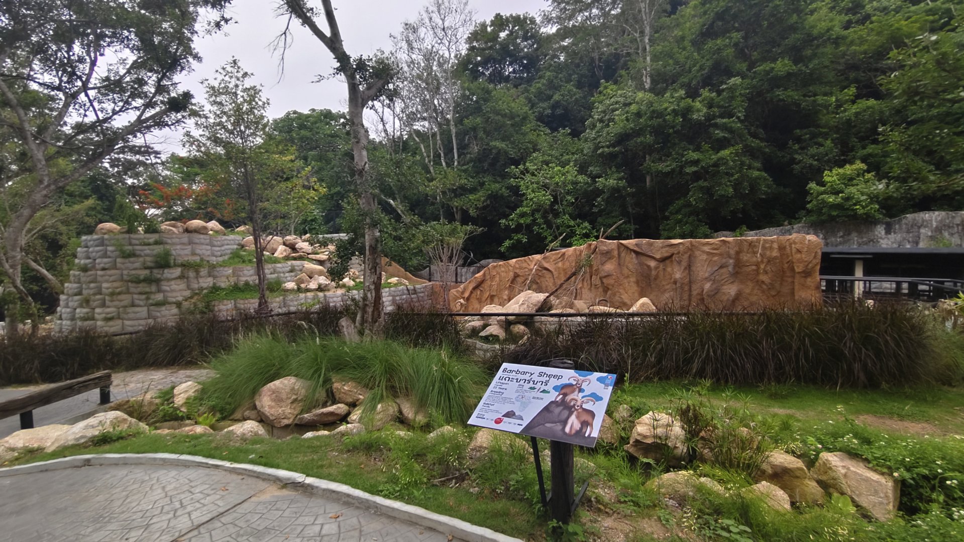 New mountain animal exhibit - Babary Sheep