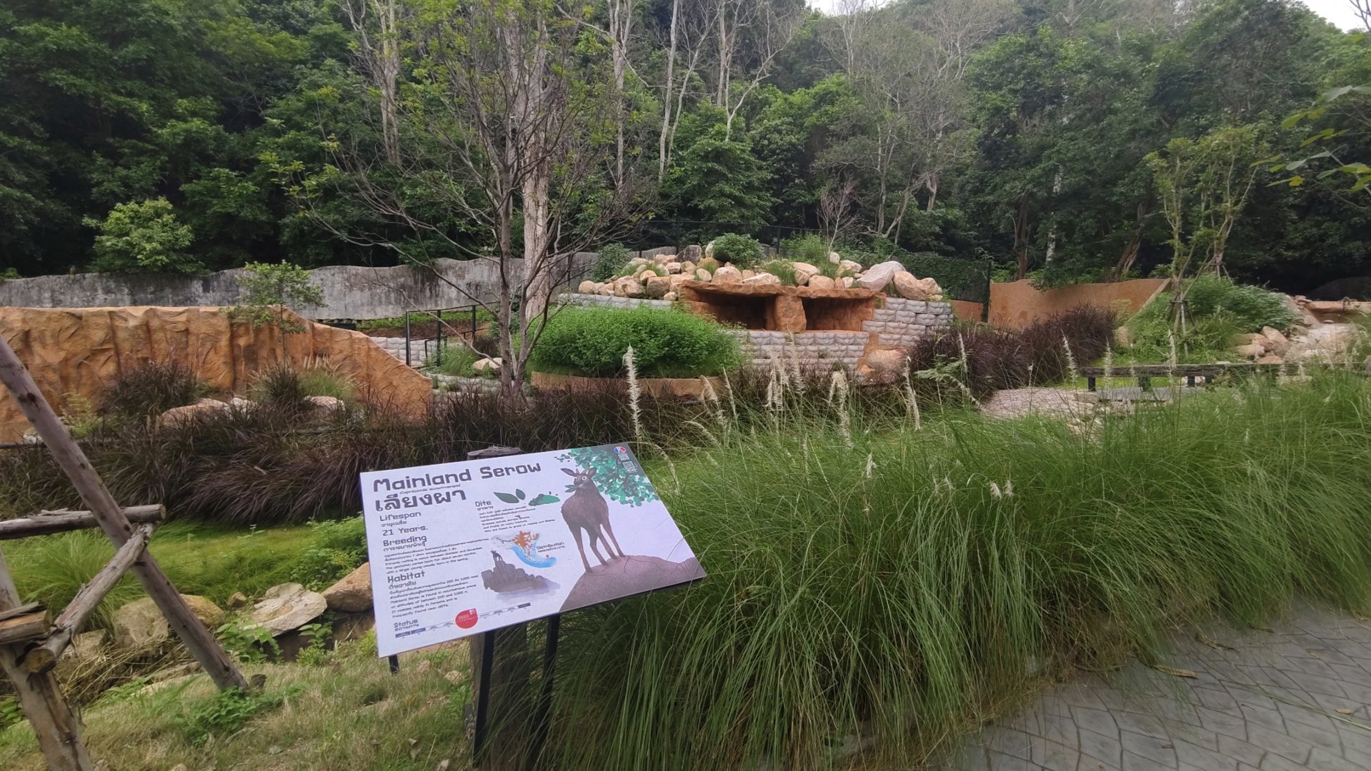 New mountain animal exhibit - Mainland Serow