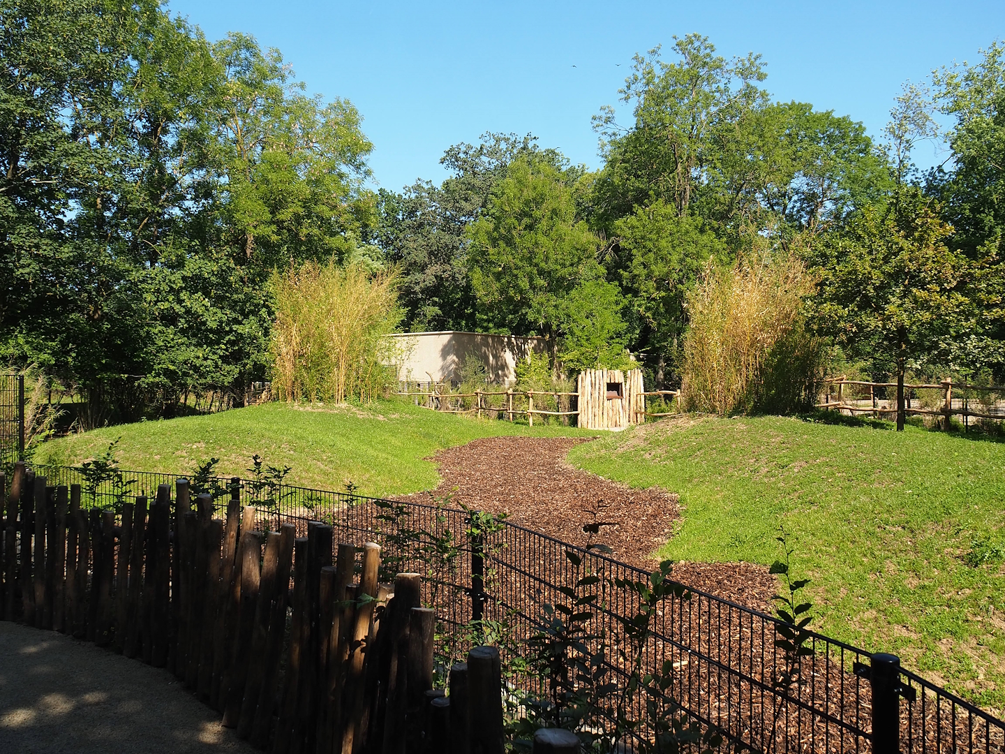 New Mountain bongo and Kirk's dik-dik paddock, 2023-07-19