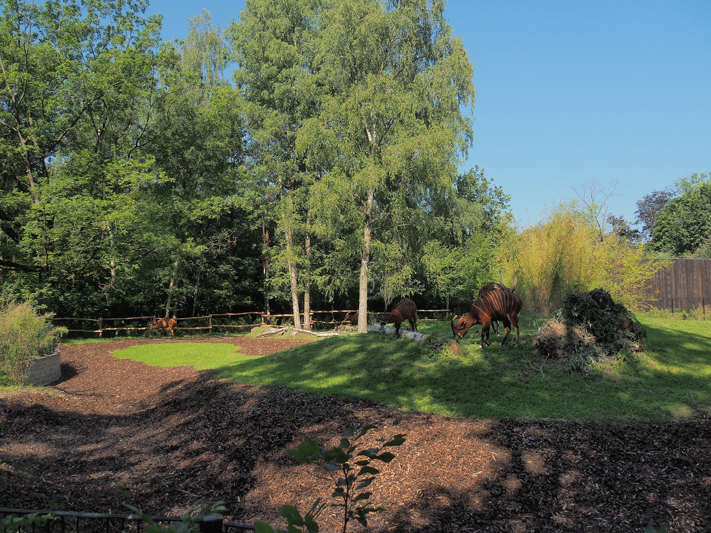 New Mountain bongo and Kirk's dik-dik paddock, 2023-07-19