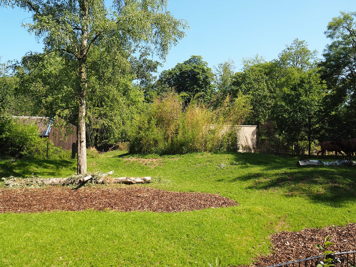 New Mountain bongo and Kirk's dik-dik paddock, 2023-07-19