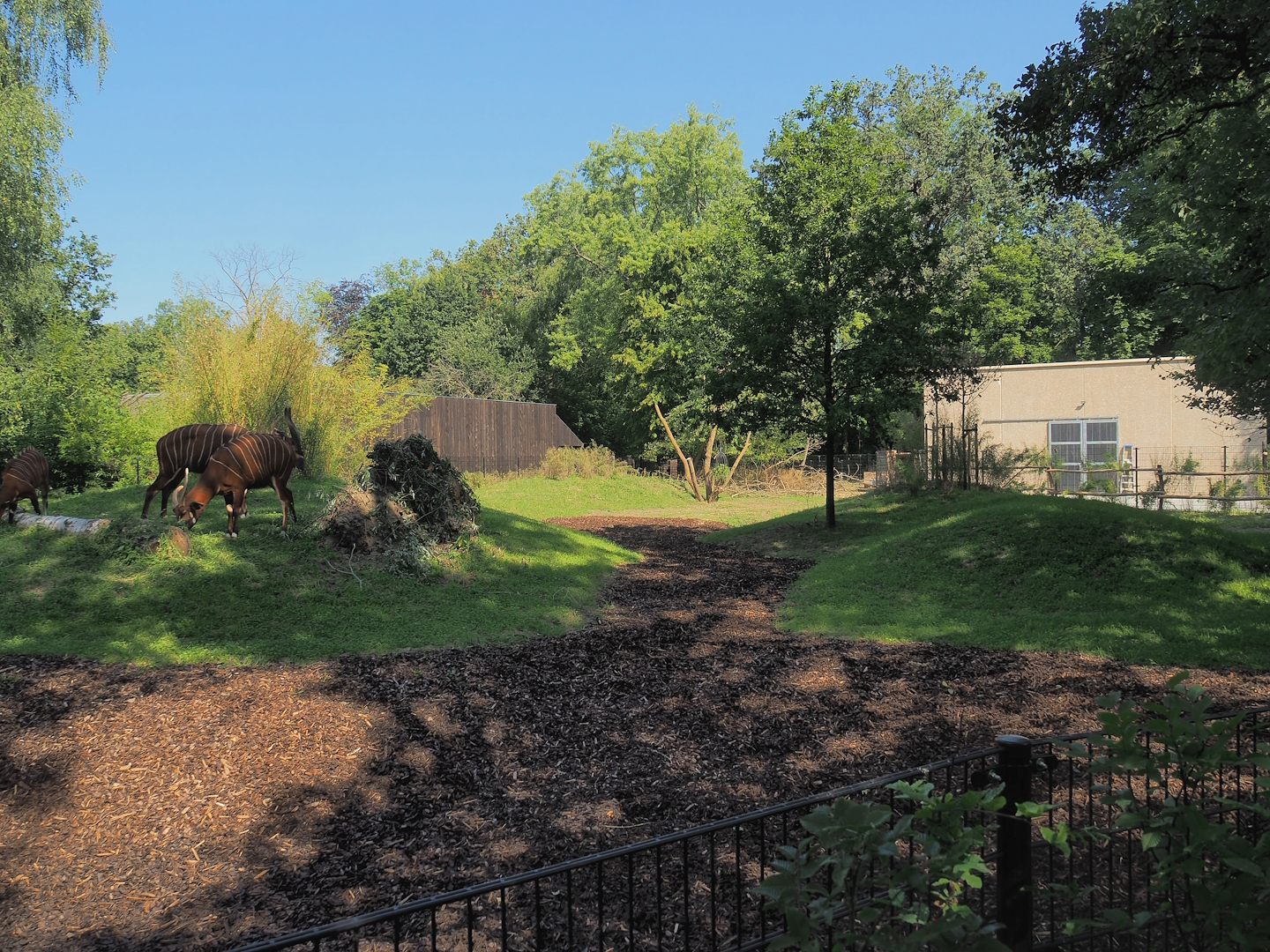 New Mountain bongo and Kirk's dik-dik paddock, 2023-07-19
