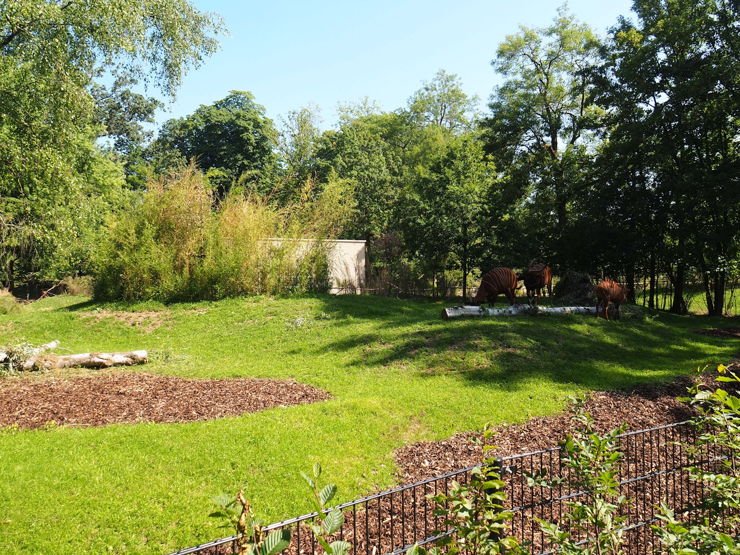 New Mountain bongo and Kirk's dik-dik paddock, 2023-07-19