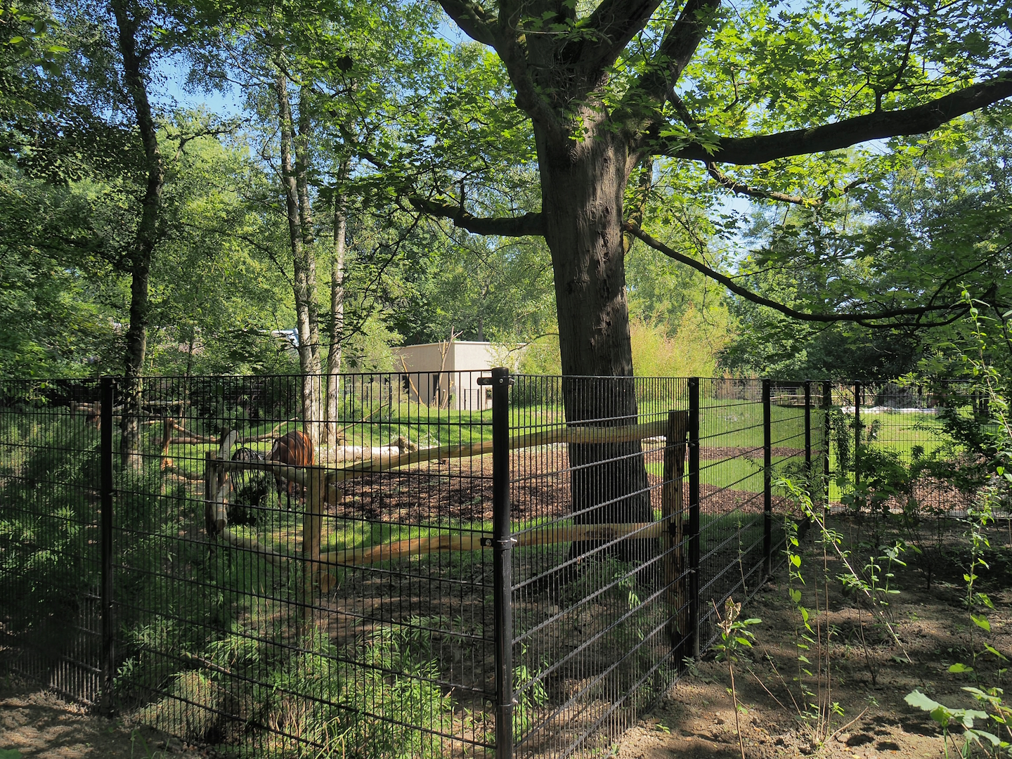 New Mountain bongo and Kirk's dik-dik paddock, 2023-07-19