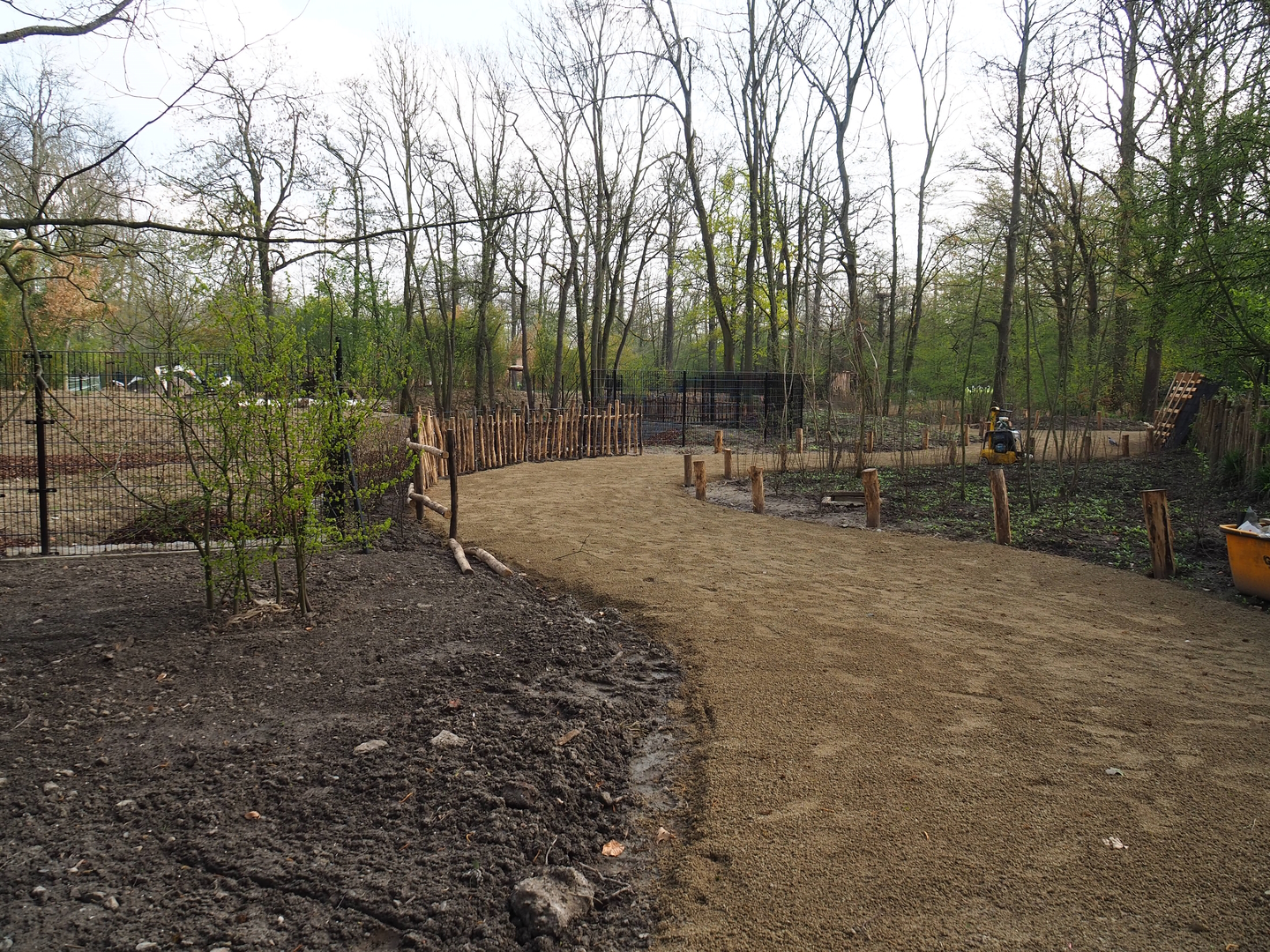New Mountain bongo - Kirk's dik-dik paddock and Renovated walkway construction site, 2022-04-18
