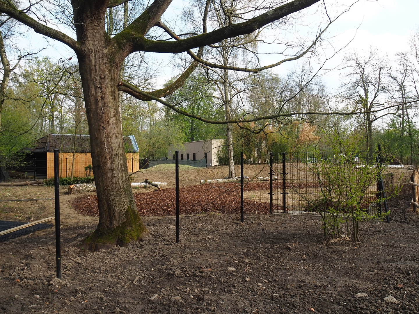 New Mountain bongo - Kirk's dik-dik paddock and Renovated walkway construction site, 2022-04-18