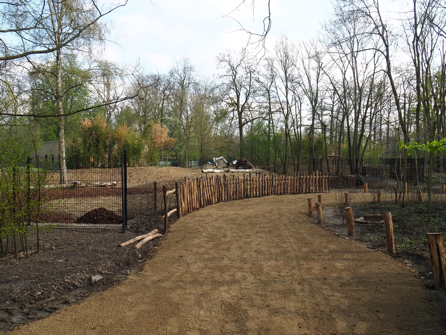 New Mountain bongo - Kirk's dik-dik paddock and Renovated walkway construction site, 2022-04-18