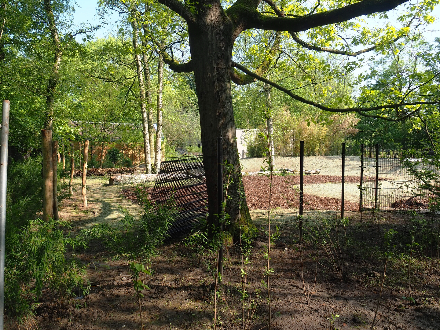 New Mountain bongo - Kirk's dik-dik paddock and Renovated walkway construction site, 2023-05-13