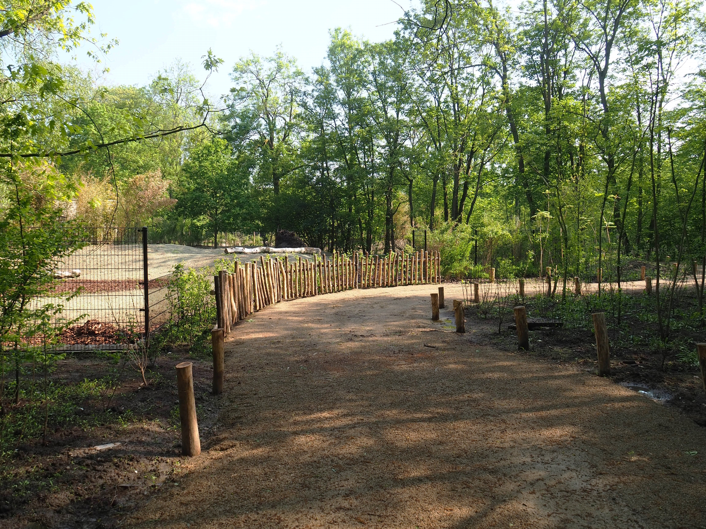 New Mountain bongo - Kirk's dik-dik paddock and Renovated walkway construction site, 2023-05-13