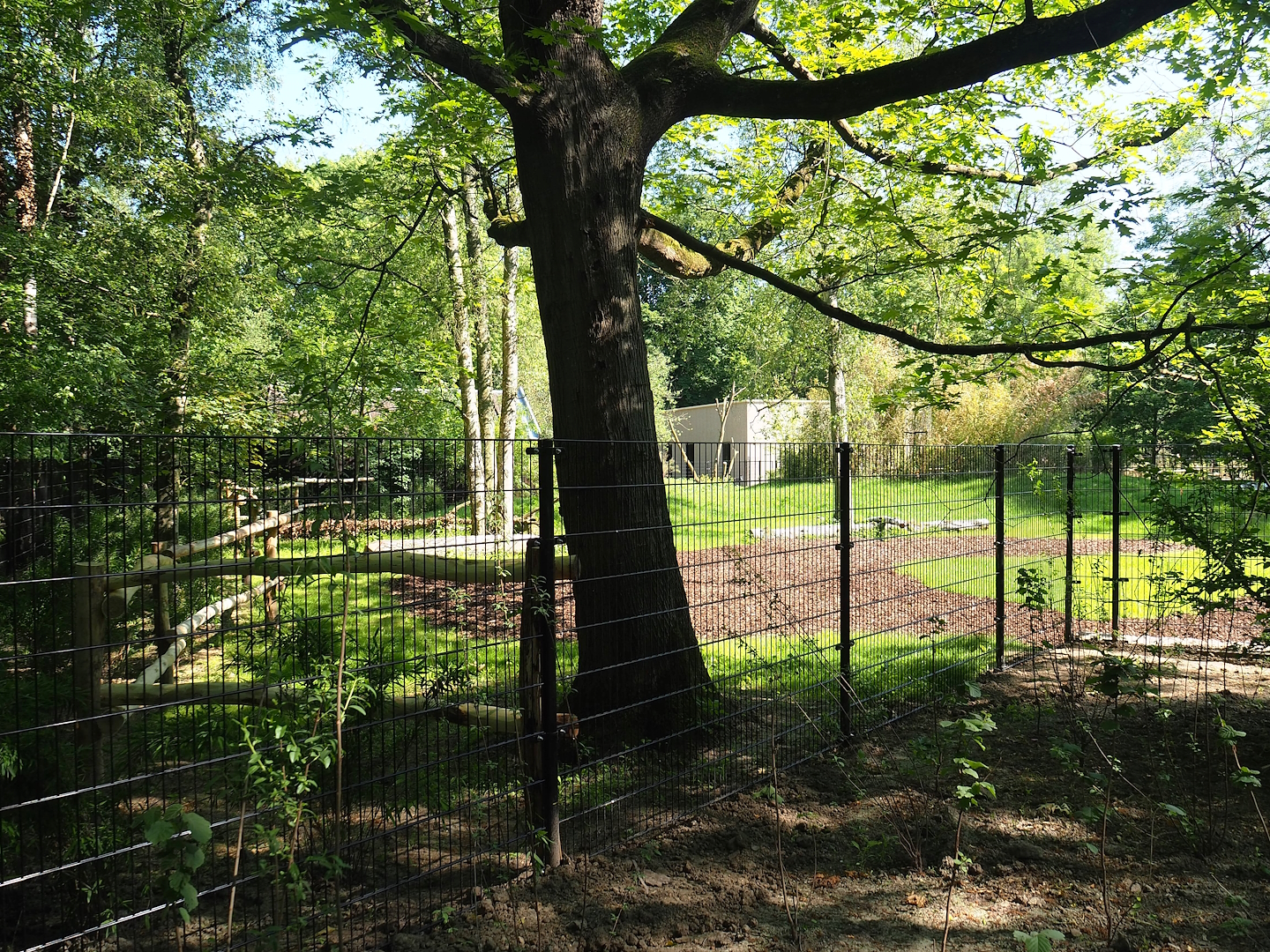 New Mountain bongo - Kirk's dik-dik paddock construction site, 2023-06-04