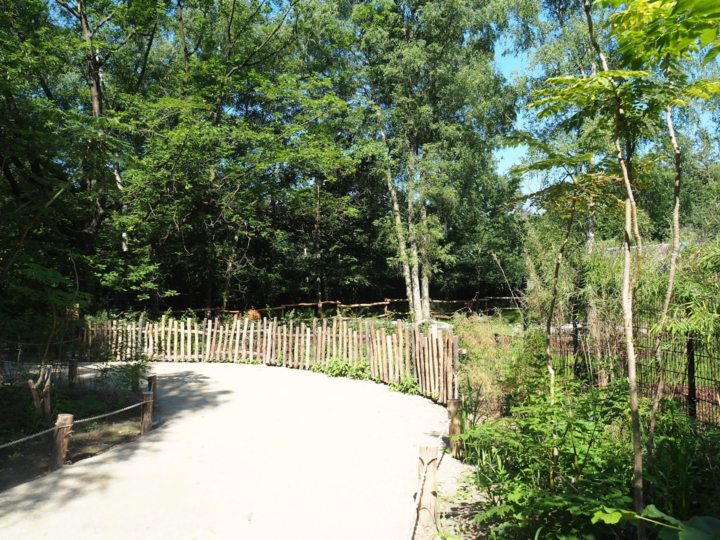 New Mountain bongo viewing area, 2023-07-19