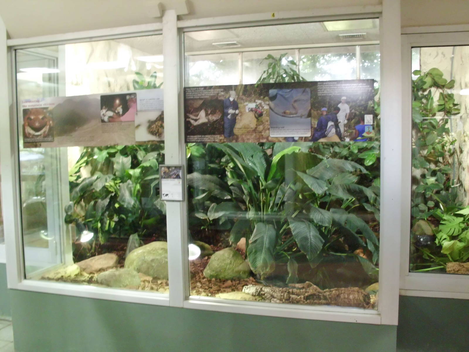 New Mountain Chicken Enclosure 11/06/11