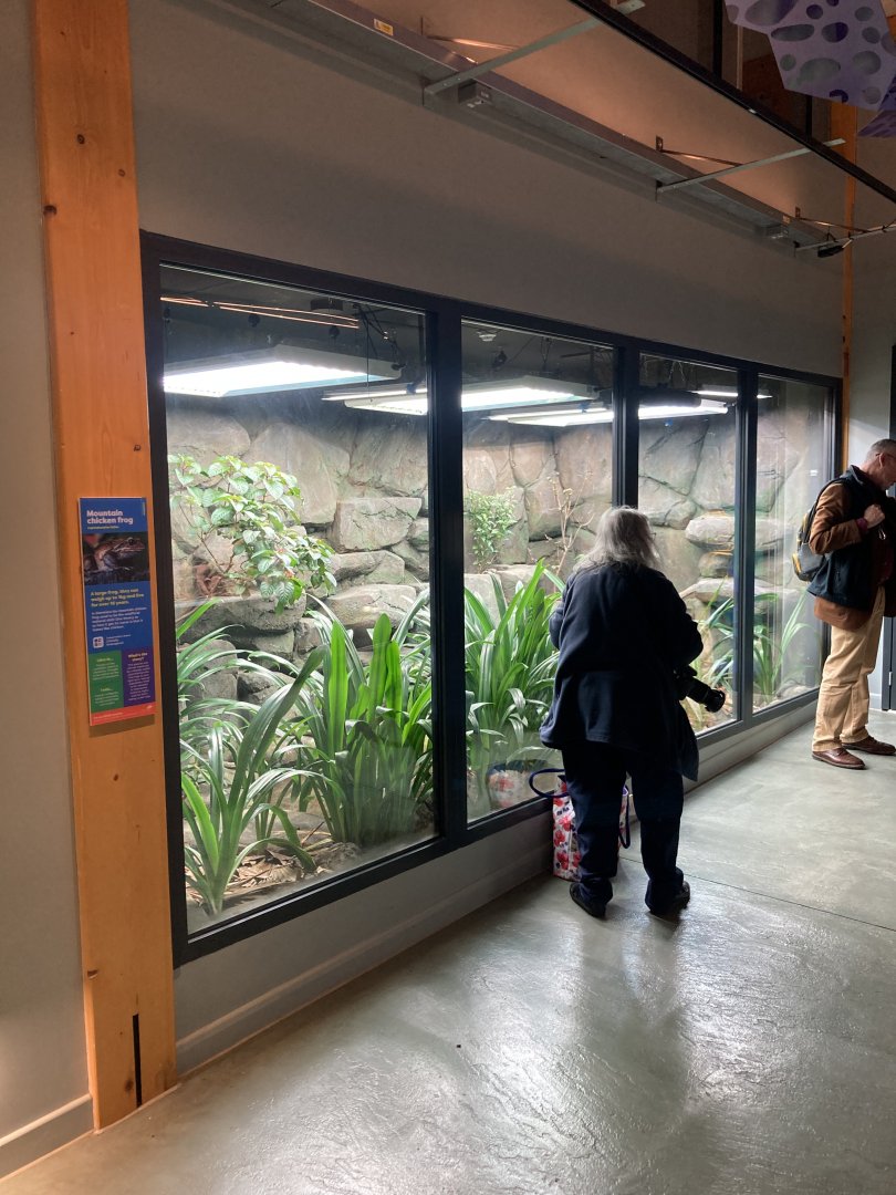 New Mountain chicken exhibit