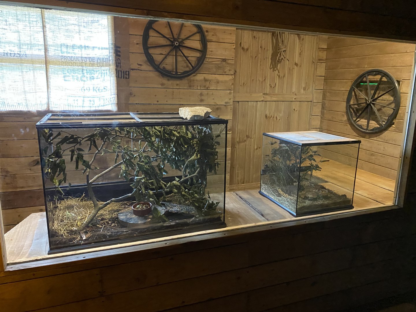 New mouse exhibit - Barbary mice on the left and Pygmy mice right