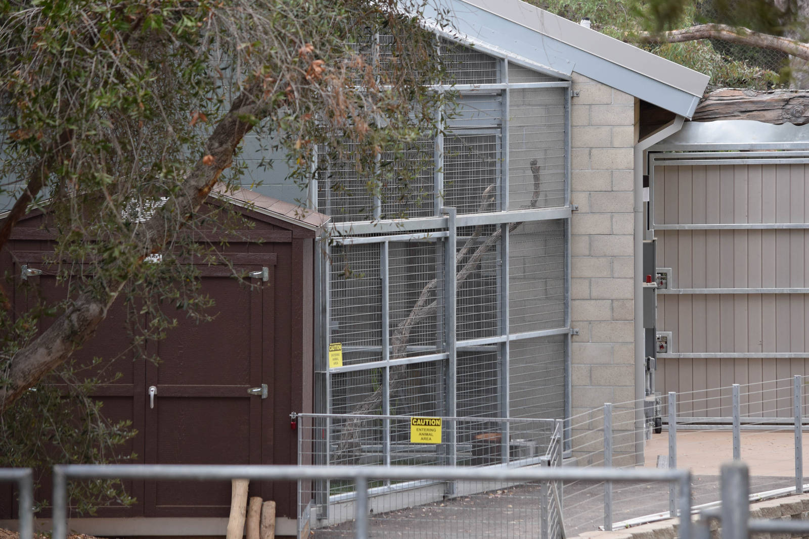 New Moutain Lion Exhibit