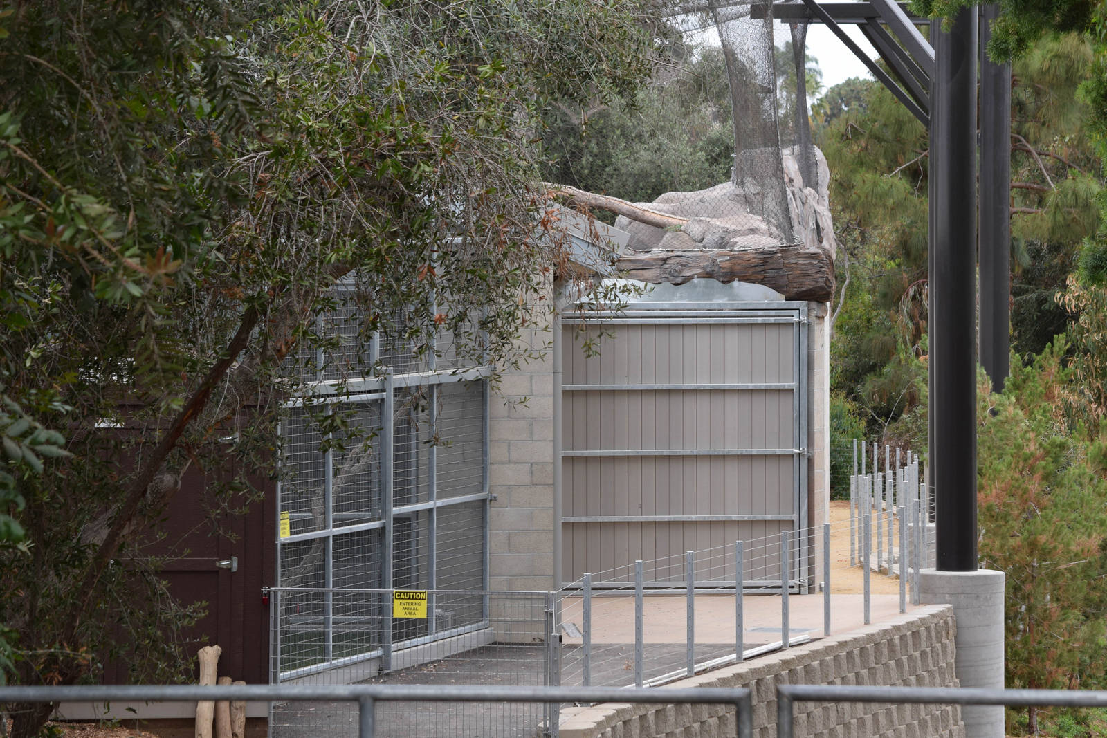 New Moutain Lion Exhibit
