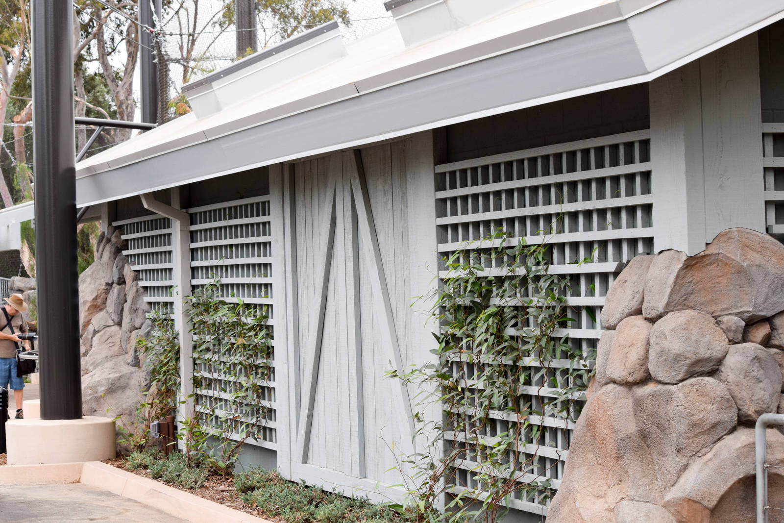 New Moutain Lion Exhibit