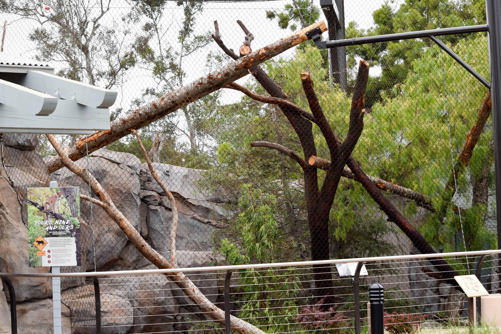 New Moutain Lion Exhibit