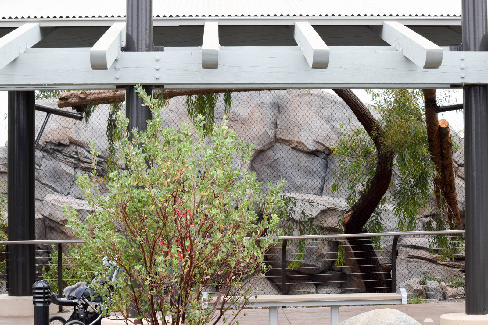 New Moutain Lion Exhibit