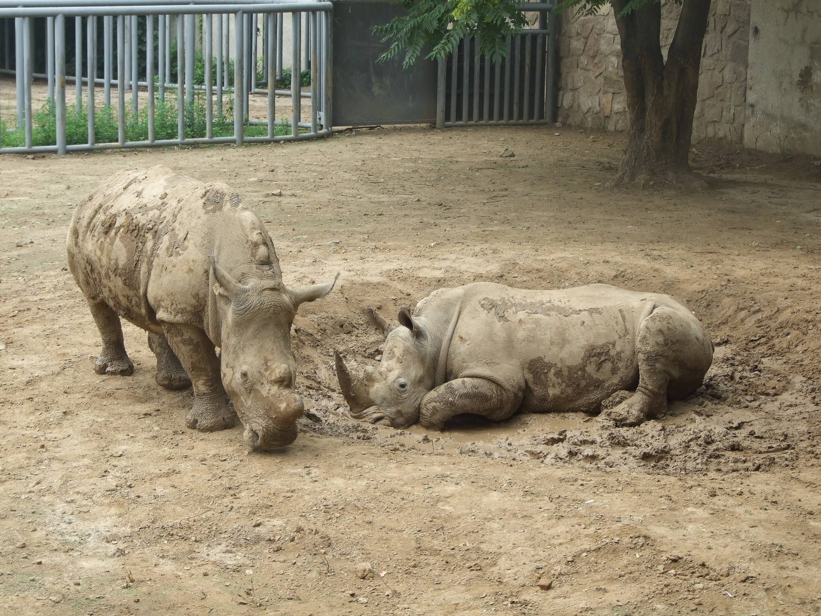 New mud wallow for rhino