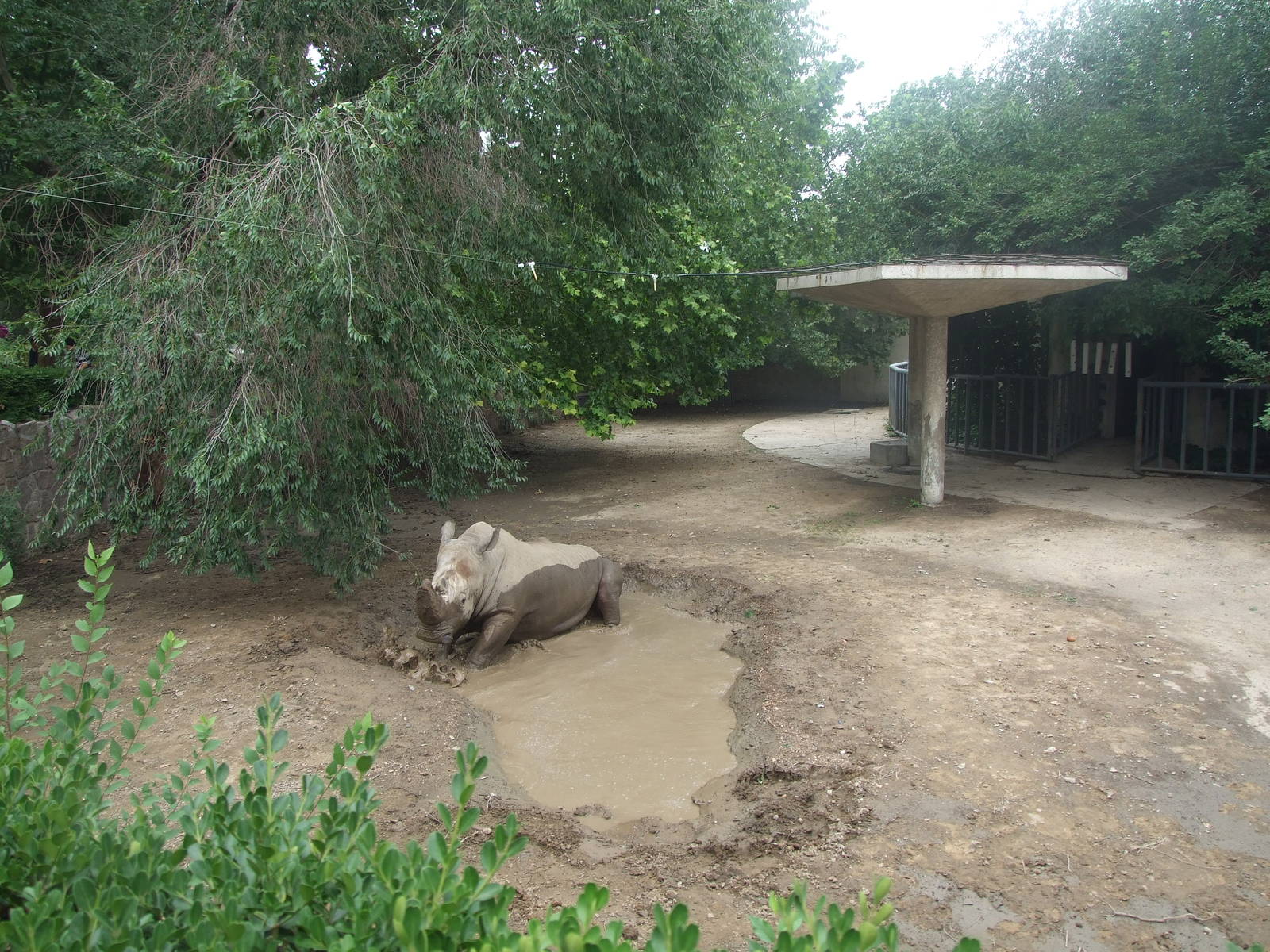 New mud wallow for rhino