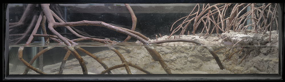 New Mudskipper Aquarium
