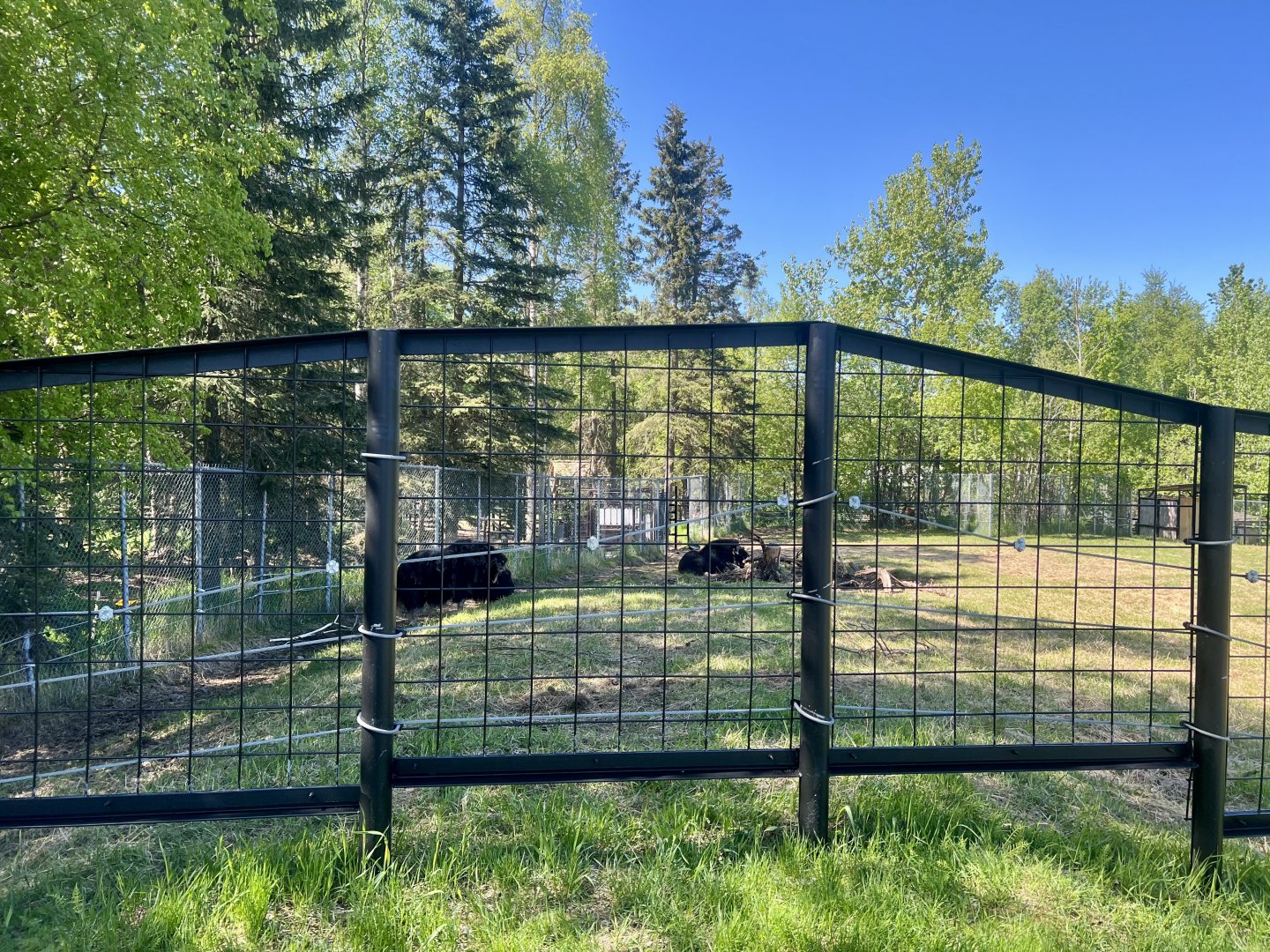 New Musk Ox Enclosure Extension