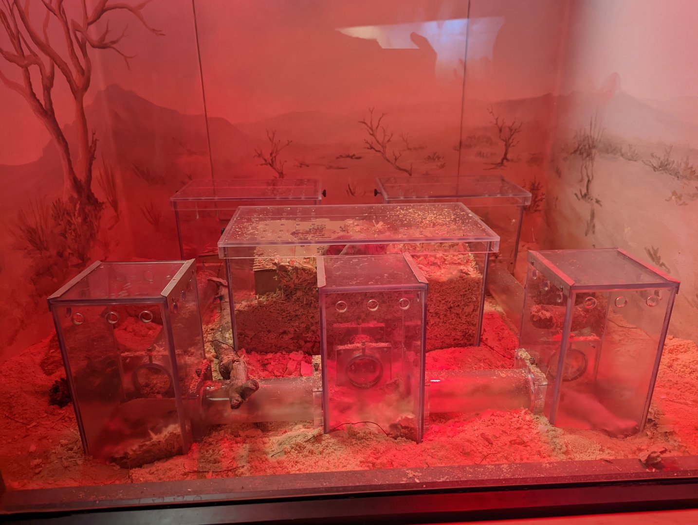 New!! Naked Mole Rat enclosure at the Greensboro Science Center