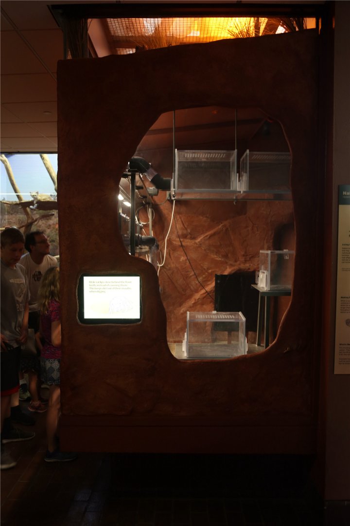 New naked mole rat exhibit, the other side