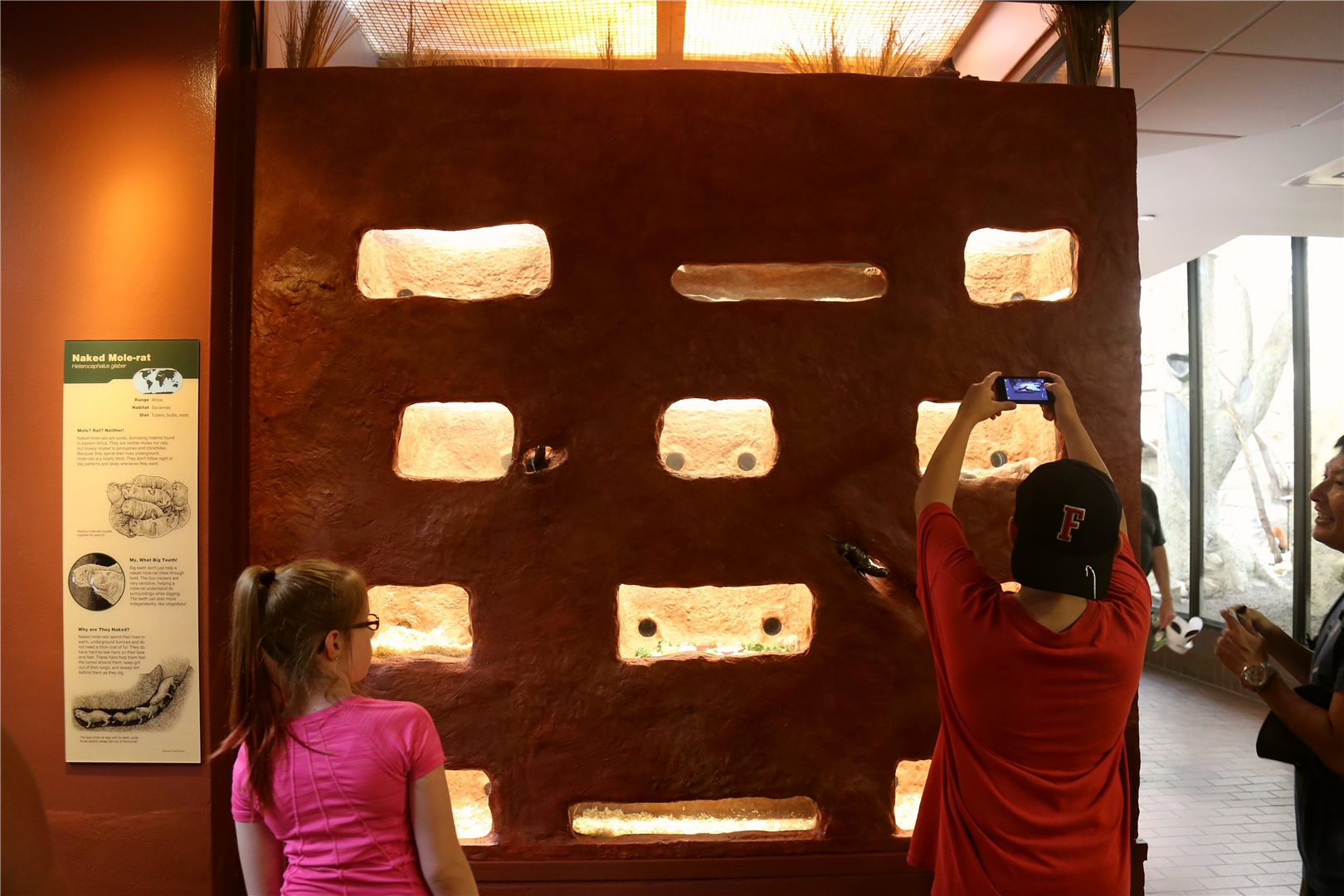 New naked mole rat exhibit