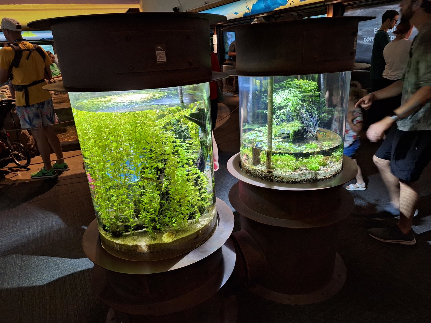 New Native fish tanks