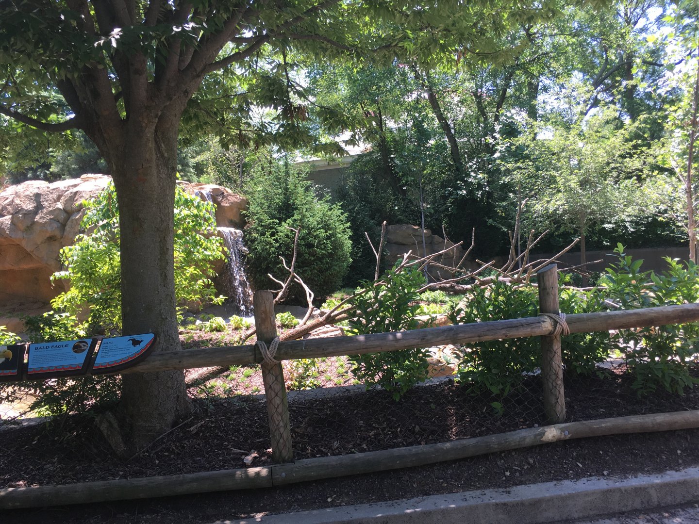 NEW! Nearly-Complete Bald Eagle Exhibit