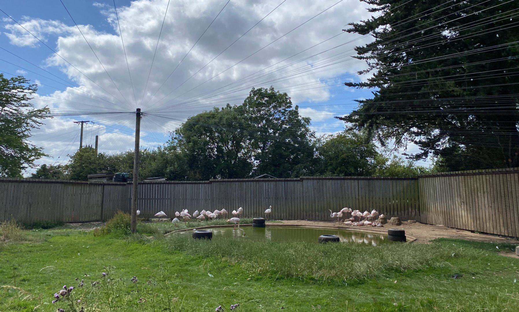 New netting supports in the flamingo enclosure, Hamerton, UK