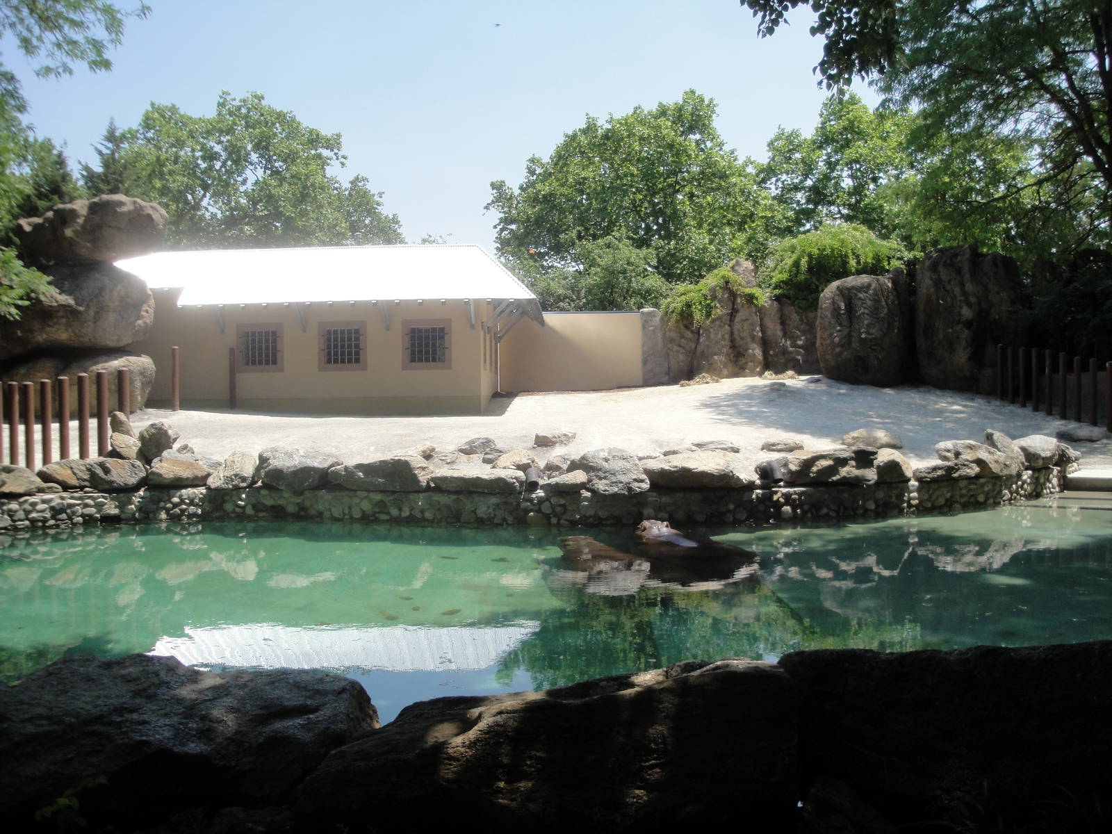 New Nile Hippo Exhibit