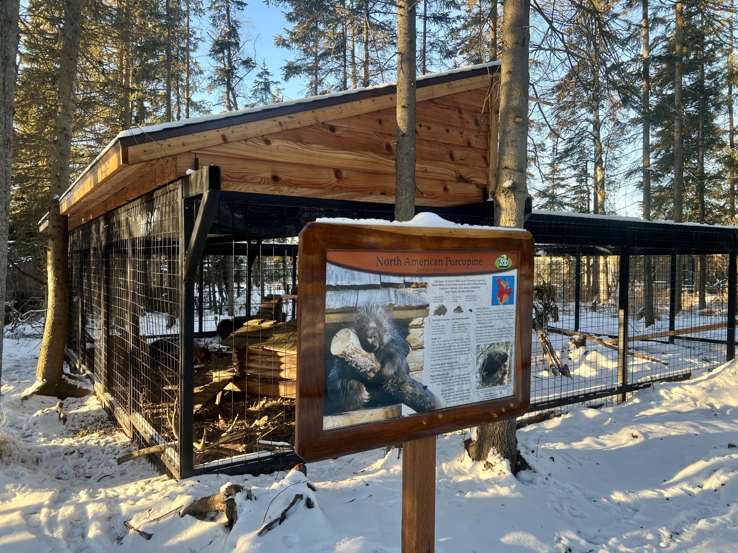 New North American Porcupine enclosure