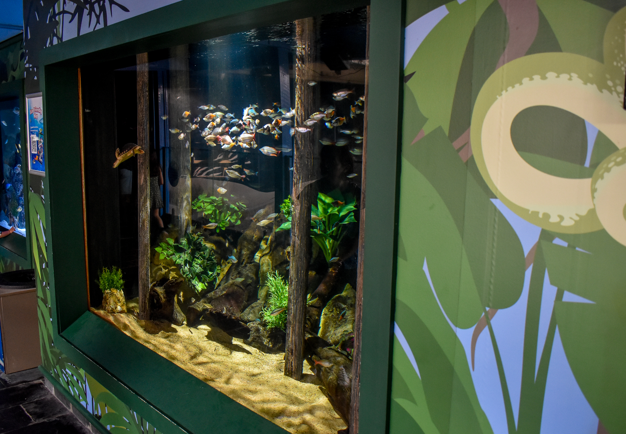 New Northern Australian tank